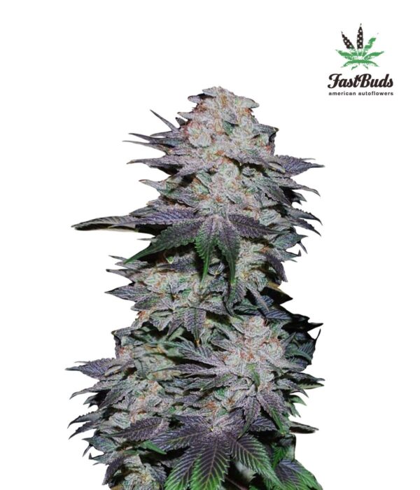 Blackberry Auto Fem. cannabis frø - FastBuds Seeds