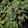 Bubblegum Kush Fem. cannabis frø 5 stk. - Bulldog seeds