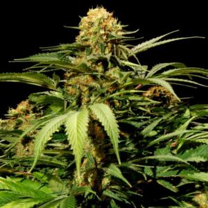 Bullshark Fem. cannabis frø 5 stk. - Bulldog seeds
