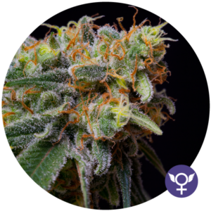 Caramelicious Fem. cannabis frø 5 stk. - Bulldog seeds