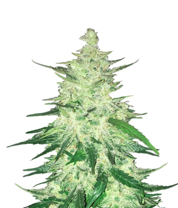 Crack CBD Auto Fem. cannabis frø - FastBuds Seeds