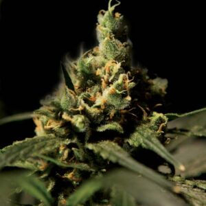Citral Skunk Fem. cannabis frø 5 stk. - Bulldog seeds