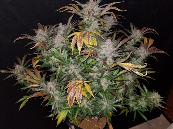 Cream Cookies Auto Fem. cannabis frø - FastBuds Seeds