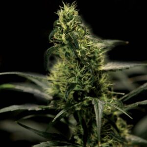 Energy Haze Fem. cannabis frø 5 stk. - Bulldog seeds