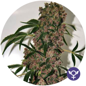 Girl Scout Cookies XTRM Fem. cannabis frø 5 stk. - Bulldog seeds