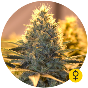 Jack Herer Auto Fem. cannabis frø 5 stk. - Bulldog seeds