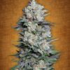 Mexican Airlines Auto Fem. cannabis frø - FastBuds Seeds