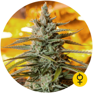 Northern Light Auto Fem. cannabis frø 5 stk. - Bulldog seeds