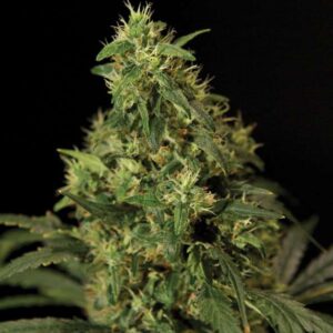 Northern Light Fem. cannabis frø 5 stk. - Bulldog seeds