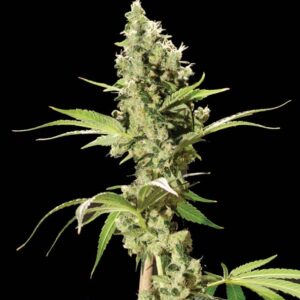 Sour Diesel Fem. cannabis frø 5 stk. - Bulldog seeds