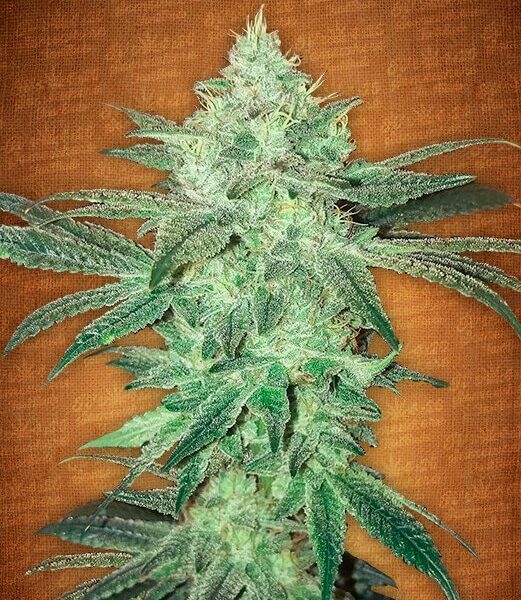 Stardawg Auto Fem. cannabis frø - FastBuds Seeds