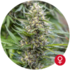 Strawberry Ice Fem. cannabis frø 5 stk. - Bulldog seeds