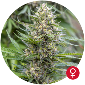 Strawberry Ice Fem. cannabis frø 5 stk. - Bulldog seeds