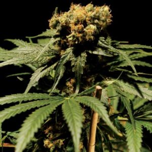 The Bulldog Chronic Fem. cannabis frø 5 stk. - Bulldog seeds