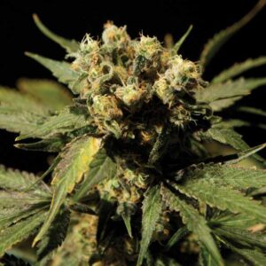 White Widow Fem. cannabis frø 5 stk. - Bulldog seeds