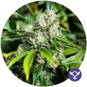 White Widow XTRM Fem. cannabis frø 5 stk. - Bulldog seeds