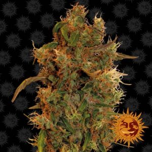 8 Ball Kush Fem. cannabis frø - Barneys Farm