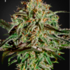 A.M.S. feminiserede cannabisfrø fra Green House Seeds med citrusnoter