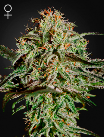A.M.S. feminiserede cannabisfrø fra Green House Seeds med citrusnoter