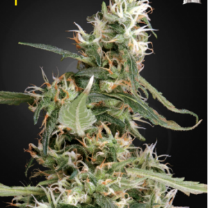 Arjan’s Ultra Haze #1 feminiserede cannabisfrø fra Green House Seeds