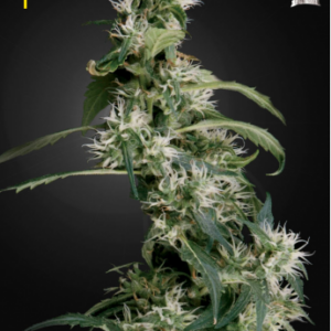 Arjan’s Ultra Haze #1 feminiserede cannabisfrø fra Green House Seeds