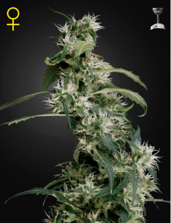 Arjan’s Ultra Haze #1 feminiserede cannabisfrø fra Green House Seeds