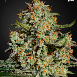 Big Bang Fem. Cannabis frø - Green House Seeds
