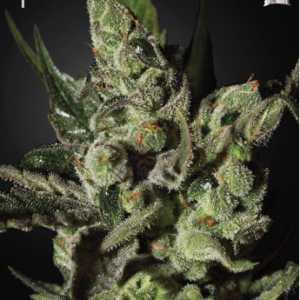 Exodus Cheese Fem. Cannabis frø - Green House Seeds