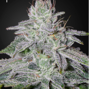 Franco’s Lemon Cheese feminiserede cannabisfrø fra Green House Seeds