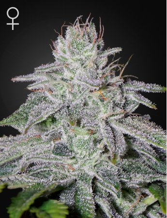 Franco’s Lemon Cheese feminiserede cannabisfrø fra Green House Seeds