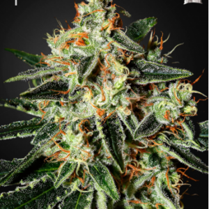Cheese feminiserede cannabisfrø fra Green House Seeds
