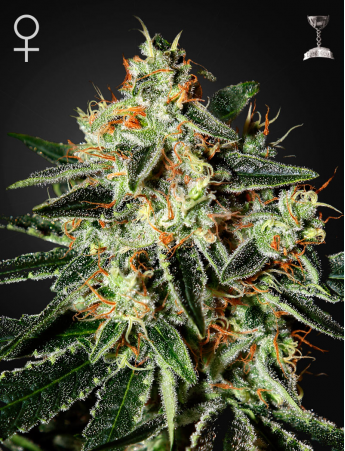 Cheese feminiserede cannabisfrø fra Green House Seeds