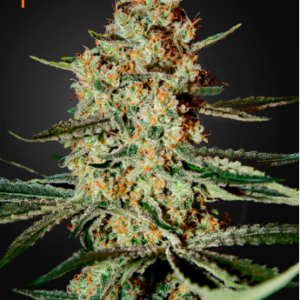 Himalayan Gold Fem. Cannabis frø - Green House Seeds