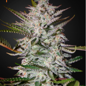 Holy Punch Fem. Cannabis frø - Green House Seeds