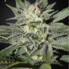 King’s Kush CBD feminiserede cannabisfrø fra Green House Seeds