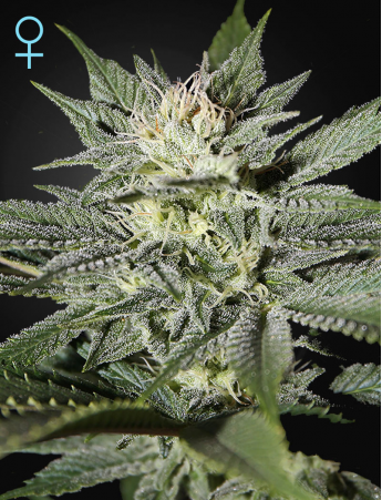 King’s Kush CBD feminiserede cannabisfrø fra Green House Seeds