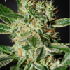 Ladyburn 1974 feminiserede cannabisfrø med frugtaroma fra Green House Seeds