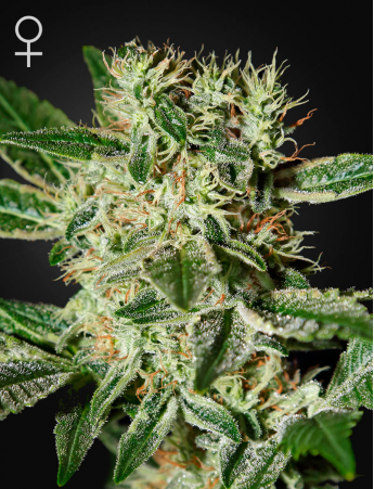 Ladyburn 1974 feminiserede cannabisfrø med frugtaroma fra Green House Seeds