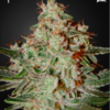Lemon Skunk feminiserede skunkfrø fra Green House Seeds