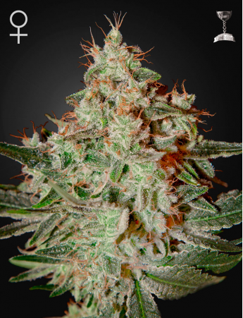 Lemon Skunk feminiserede skunkfrø fra Green House Seeds