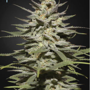 Super Lemon Haze CBD feminiserede cannabisfrø fra Green House Seeds