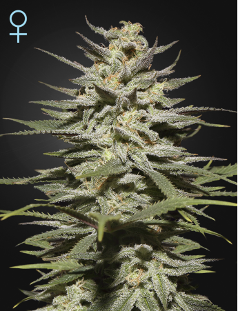 Super Lemon Haze CBD feminiserede cannabisfrø fra Green House Seeds