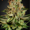 Super Bud feminiserede cannabisfrø med sød smag fra Green House Seeds