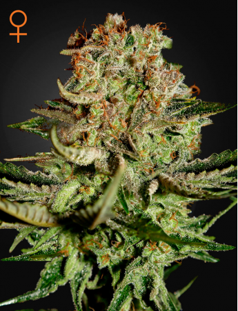 Super Bud feminiserede cannabisfrø med sød smag fra Green House Seeds