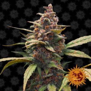 Ayahuasca Purple feminiserede cannabisfrø fra Barneys Farm