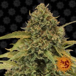 Bad Azz Kush Fem. cannabis frø - Barneys Farm