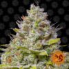 Blue Gelato 41 feminiserede skunkfrø fra Barneys Farm
