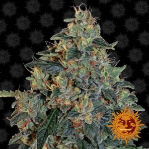 Blueberry OG feminiserede cannabisfrø fra Barney's Farm