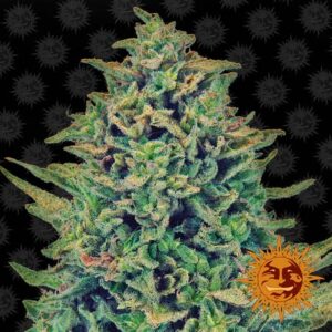 CBD Blue Shark feminiserede cannabisfrø fra Barneys Farm