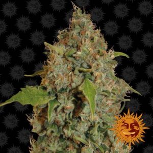 Chronic Thunder Fem. cannabis frø - Barneys Farm